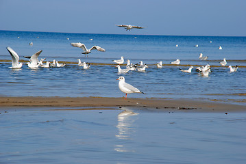 Image showing Gulls 