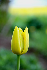 Image showing Yellow tulip 