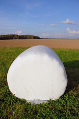 Image showing White rolls of hay 