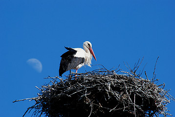 Image showing White stork 