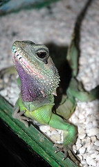 Image showing Colorful Iguana