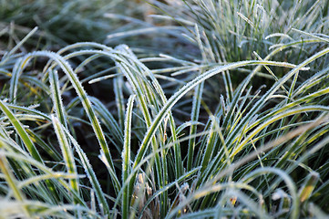 Image showing Closeup Frozen Grass