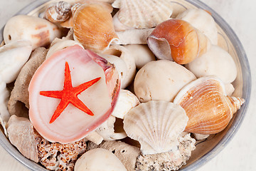 Image showing Sea shells