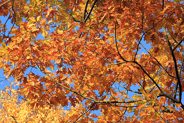 Image showing Autumn colors