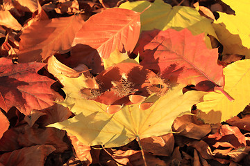 Image showing Autumn leaves