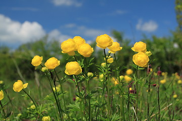 Image showing Flowers in Poland