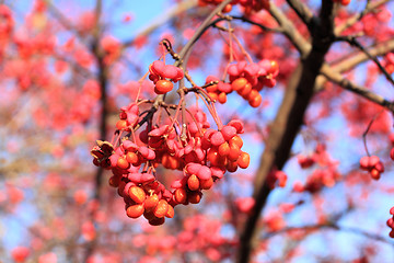 Image showing Common spindle