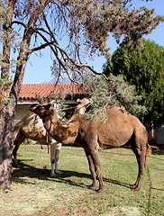 Image showing Camel