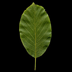 Image showing Walnut leaf