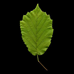 Image showing Hazelnut leaf