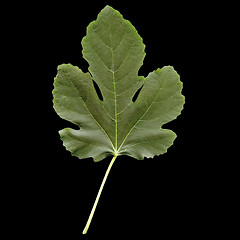 Image showing Fig leaf