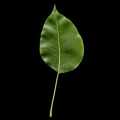 Image showing Pear leaf