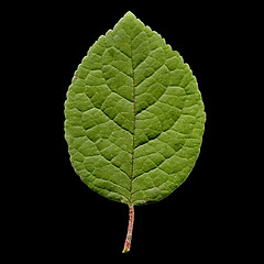 Image showing Prune leaf