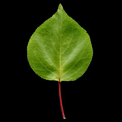 Image showing Apricot leaf