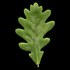 Image showing Oak leaf