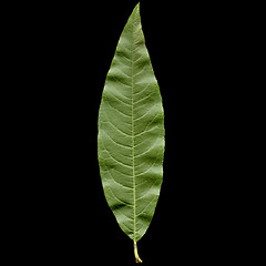 Image showing Peach leaf