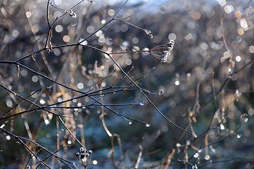 Image showing Frozen Drops on the Bush