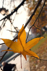 Image showing Single leaf