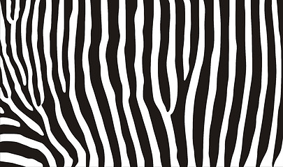 Image showing zebra texture