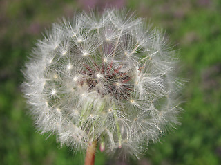 Image showing blowball