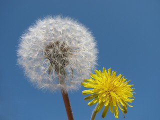 Image showing dandelions