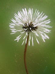 Image showing magic dandelion