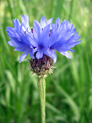 Image showing cornflower