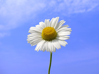 Image showing camomile