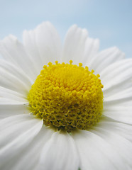 Image showing camomile 