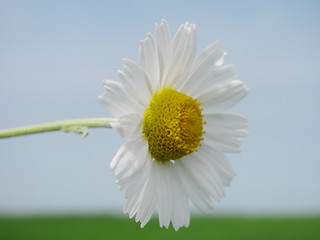 Image showing camomile 