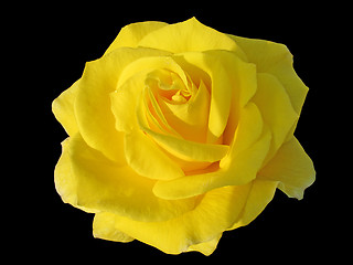 Image showing yellow rose