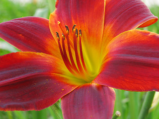 Image showing lily