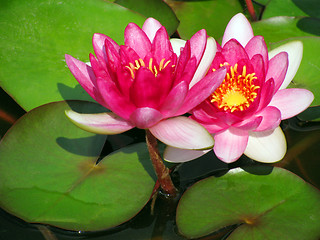 Image showing lotuses