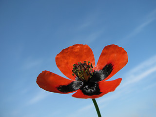 Image showing poppy