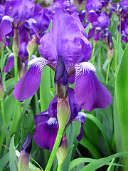 Image showing iris