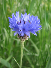 Image showing cornflower