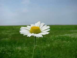 Image showing camomile