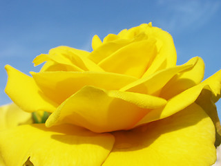 Image showing yellow rose