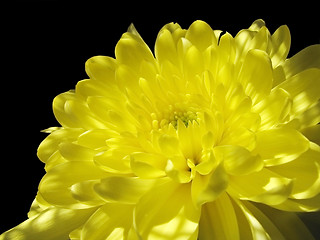 Image showing chrysanthemum