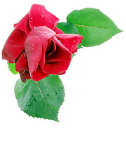 Image showing rose