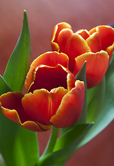 Image showing Red spring flowers