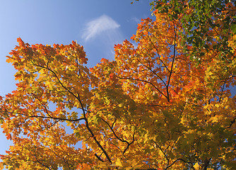 Image showing Soft Red Maple Leaves Fall