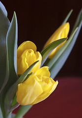 Image showing Red spring flowers