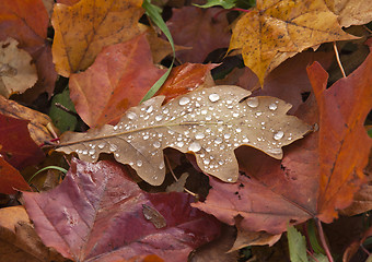 Image showing Dew on Autumn Leaves