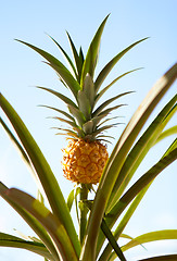 Image showing Pineapple Plant