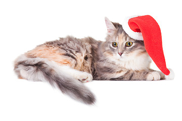 Image showing young colorful kitten with red christmas cap