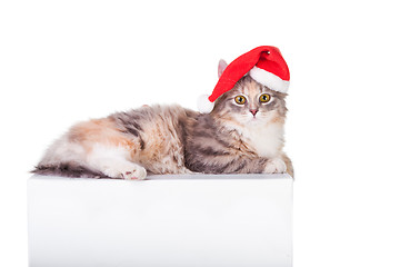 Image showing young colorful kitten with red christmas cap