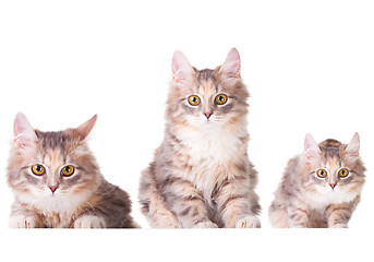 Image showing Collage set with three beautiful colorful kittens