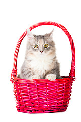 Image showing beautiful young colorful kitten sitting in pink basket