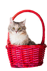 Image showing beautiful young colorful kitten sitting in pink basket